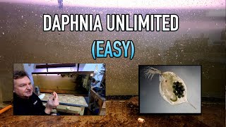 How I Raise Daphnia Water Fleas And You Can Too [upl. by Monroy]