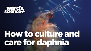 Caring and Culturing for Daphnia [upl. by Cull]