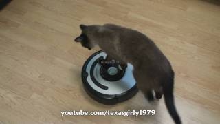 Cat shows HOW TO use iRobot Roomba Vacuum [upl. by Ettenaj774]