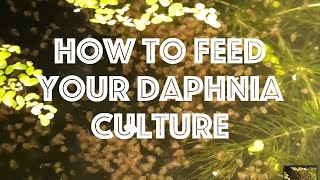 How To Feed Your Daphnia Culture [upl. by Dnaltruoc]