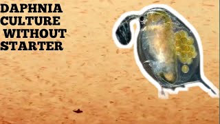 HOW TO CULTURE DAPHNIA NATURALLY WITHOUT A STARTER [upl. by Acyssej54]