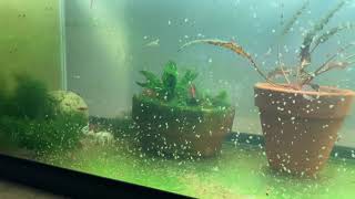 Daphnia Culturing Snails or no snails [upl. by Whallon]