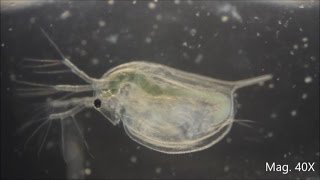 Daphnia magna under the Microscope [upl. by Malinde555]