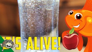 How to culture Vinegar Eels The EASY Way Live Fish Food [upl. by Caplan469]