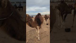 Camels in Essaouira Beach Morocco [upl. by Dahlia]