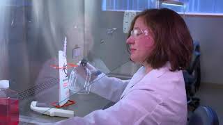 Reducing Cell Culture Contamination Aseptic Technique [upl. by Banwell294]