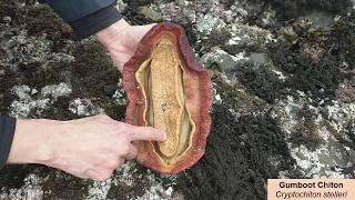 Pillar Point Gumboot Chiton [upl. by Franek]