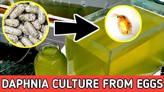 HOW TO HATCH DAPHNIA EGGS  HOW TO CULTURE DAPHNIA [upl. by Areyk324]