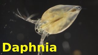 Daphnia [upl. by Faunia]