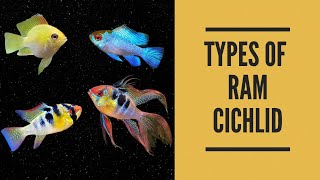 TYPES OF RAM CICHLID [upl. by Rastus]