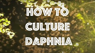 How To Culture Daphnia Magna [upl. by Alel]