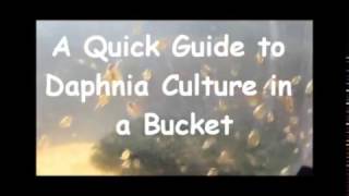 How to culture daphnia outside [upl. by Haddad310]