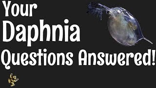 Daphnia Questions Answered [upl. by Nicko]