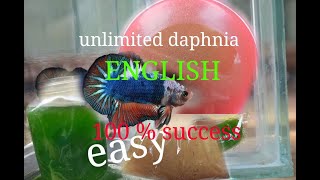 daphnia moina culture Easy way Unlimited production English  with sub Green water Chlorella [upl. by Aciamaj]