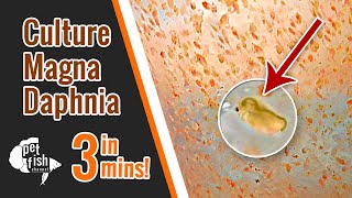 How to culture DAPHNIA MAGNA  The easy way [upl. by Siaht]