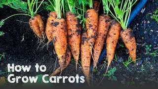 How to Grow Carrots from Seed to Harvest [upl. by Anders]