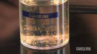 How to Care for Daphnia [upl. by Falito914]