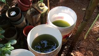 How to grow Green Water Algae [upl. by Applegate110]