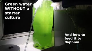 Green Water WITHOUT a Starter Culture  From Scratch  How To [upl. by Enautna]