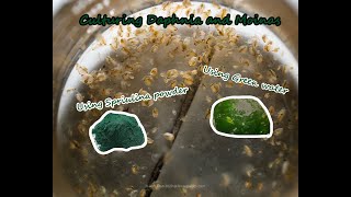 How To Culture Daphnia and Moinas using Green Water Spirulina powder [upl. by Ayanat567]