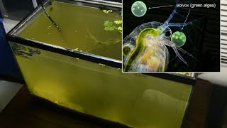 Raising Daphnia for the Freshwater Aquarium [upl. by Dowd197]