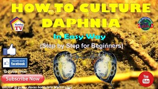 HOW TO CULTURE DAPHNIA In Easy Way [upl. by Ayanat]